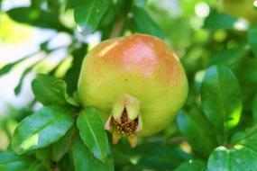 green Pomegranate Fruit