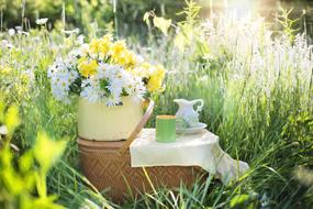 Daisies and basket in a field at Summer