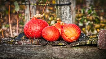 Pumpkin Hokkaido