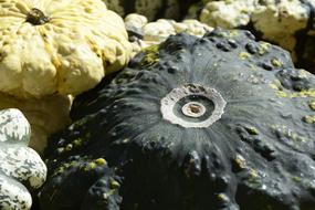decorative pumpkins in autumn