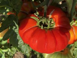 Giant Red Tomato ripening on plant