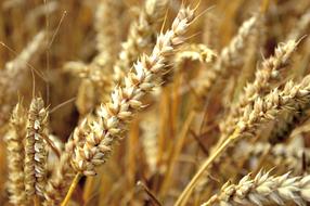 Cereals in field, ripe Ears close up