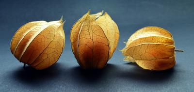 Physalis berries on a gray background