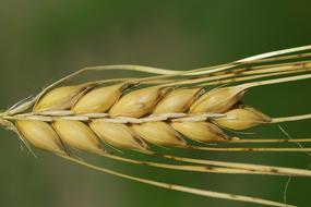 Close-up of the splendid Barley Ear Cereals at blurred background