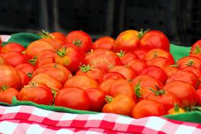 fresh organic grown tomatoes