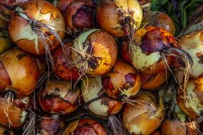 Onions Fresh Farmers