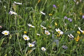 colorful Wildflowers on Meadow
