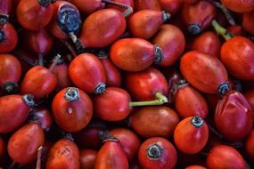A lot of the red rose fruits