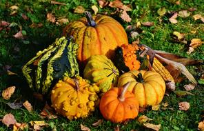 Pumpkins Decorative orange