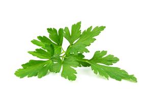 parsley leaves closeup