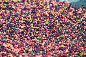 Close-up of the many, colorful, beautiful, raw coffee grains, in Indonesia