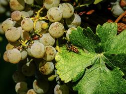 ripe white grapes on the vine