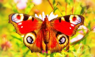 red Painted Peacock Insect