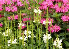 lush pink and white garden flowers