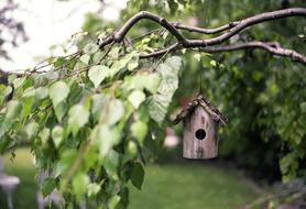 little bird feeder on a tree branch