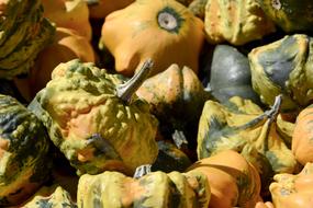 Beautiful and colorful, different pumpkins, from the harvest, in the autumn, in sunlight