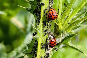 Ladybug Asian red