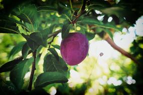 delicious Plum Fruit