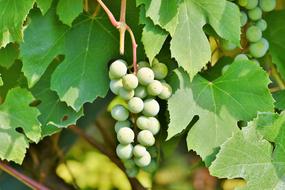 green grapes with leaves close up