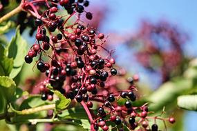 Elder Sambucus