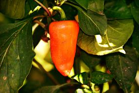 Red Pepper Vegetable