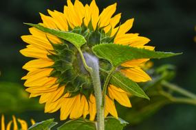 Back view of the beautiful, yellow sunflower on the green stem with green leaves