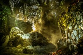 sunbeams bursting through dark forest on rocks