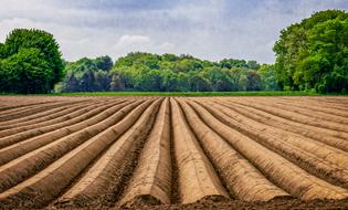 big Field Asparagus