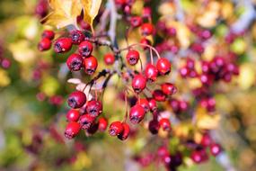 red Berries Fruit