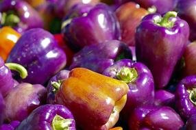 harvest of purple peppers