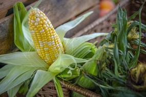 Corn Ear