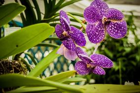 dotted purple orchids