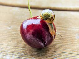 small Snail on Cherry, macro