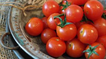 Red cocktail tomatoes