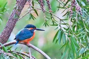 Kingfisher, colorful Bird perched branch in wild