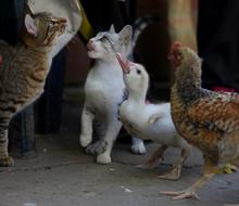 kittens, duckling and chicken on a farm