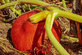 Pumpkin Plant red