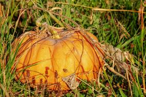 Beautiful, ripe, orange pumpkin among the green and yellow grass in autumn