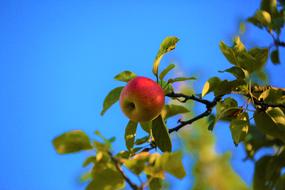 ripening apple on the blue sky background