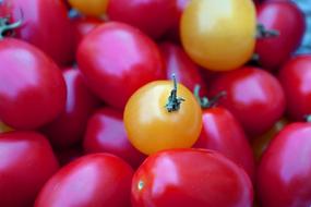 yellow and red tomatoes
