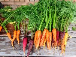 Carrots Produce