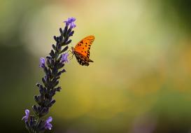 orange butterfly feeding on purple flower at blur background