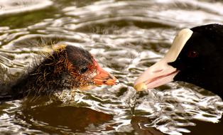 coot chick with mother in water