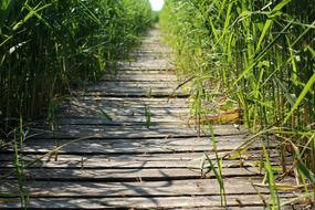 landscape of wooden weathered Footbridge through thickets of cane