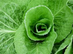 green lettuce leaves close up