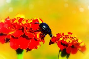 black Beetle on marigold Flowers