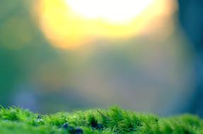 Moss Vegetation on a blurred background