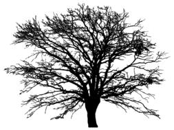 painted black spreading tree on a white background