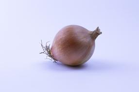 Brown onion Bulb at light purple Background