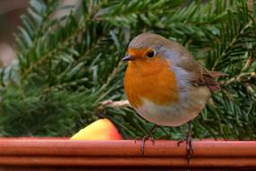 nice Robin Bird